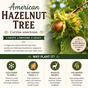 May include: An informational graphic promoting the American Hazelnut Tree. The image features text, a hazelnut branch, and icons highlighting benefits like cold hardiness, nut harvest, wildlife attraction, and pollinator catkins. The text reads "American Hazelnut Tree."