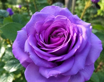 5 semillas de rosal silvestre floribunda de color púrpura para jardín tradicional.