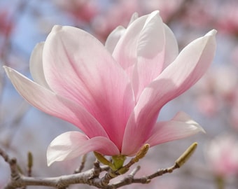 2 magnolios de platillo, plantas vivas, tulipanes rosas y blancos en floración primaveral, regalo resistente para el jardín.