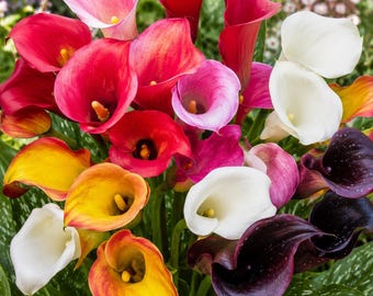 5 bulbos de cala de colores variados: elegante planta perenne de jardín con floración veraniega.