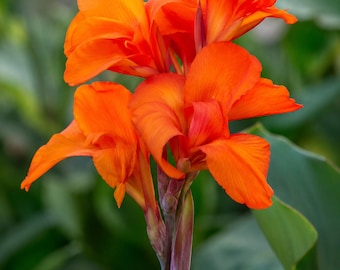5 semillas de lirio canna naranja — Flor tropical de arrurruz de la India