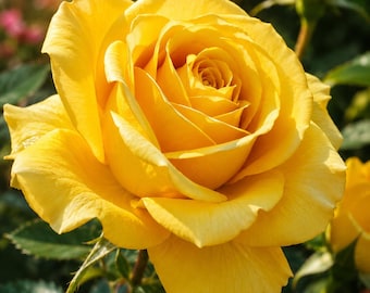 5 semillas de rosal amarillo arbustivo perenne para jardín tradicional