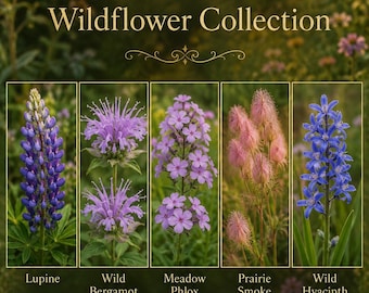 The Native Meadow — Pollinator Wildflower Seed Collection for Bees and Butterflies