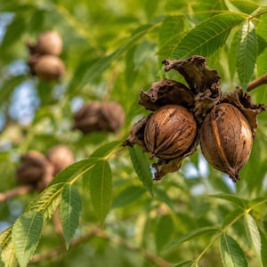 May include: Close-up of pecan nuts in their husks, attached to a tree branch. The nuts are brown and oval-shaped, with a textured surface. Green leaves surround the nuts, with a blurred background of more leaves and nuts.