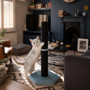 Pode incluir: Um gato cinza-claro com olhos verdes está de pé nas patas traseiras, arranhando um poste arranhador preto cilíndrico e alto. O poste é montado em uma base hexagonal de madeira azul-clara e possui um pequeno anel azul-claro no topo.