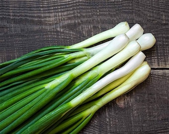 2000 Green Onion Seeds Scallion Seeds | Fast Growing Non-GMO Organic Herb Seeds for Kitchen Garden Indoor Outdoor Easy Planting