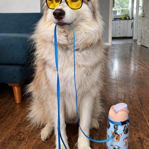 Pu&ograve; includere: Un cane dal pelo folto e chiaro indossa occhiali con montatura nera e lenti gialle. Il cane tiene in bocca un guinzaglio blu acceso, collegato a una borraccia azzurra decorata con illustrazioni di cani e il marchio Owala stampato.