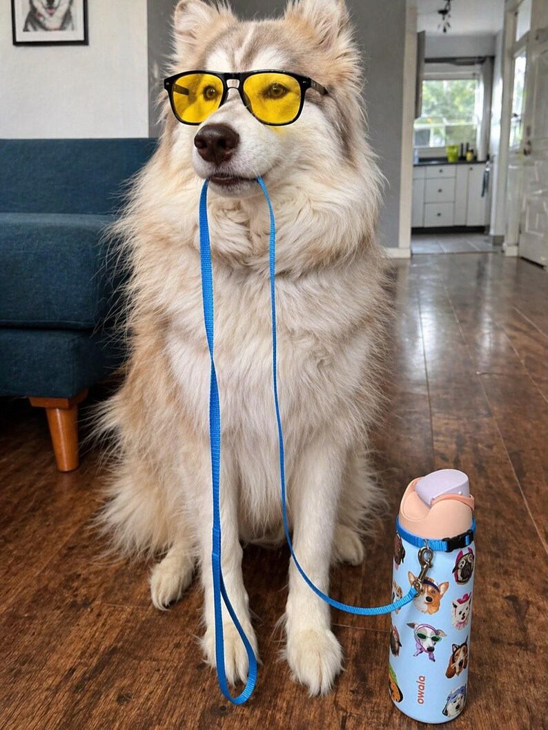 Pu&ograve; includere: Un cane dal pelo folto e chiaro indossa occhiali con montatura nera e lenti gialle. Il cane tiene in bocca un guinzaglio blu acceso, collegato a una borraccia azzurra decorata con illustrazioni di cani e il marchio Owala stampato.
