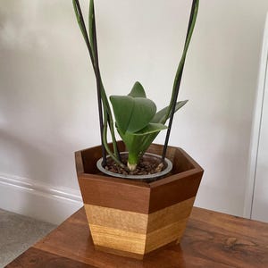 May include: A white orchid plant in a multi-toned wooden hexagonal planter. The planter sits on a dark wood surface. The orchid has multiple white flowers and green leaves.