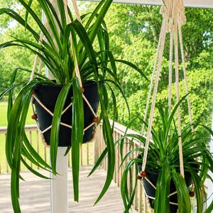 May include: Two black plastic plant pots held by off-white macrame cord hangers. Each hanger features a knotted rope design with small brown wooden beads integrated into the pattern. Inside each pot is a green spider plant with long leaves.