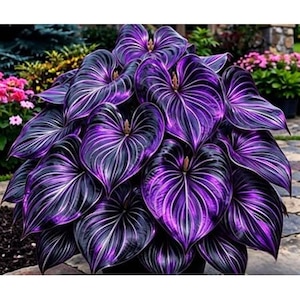 Peut inclure: Gros plan d'une plante aux grandes feuilles en forme de cœur. Les feuilles sont d'un violet profond avec des nervures blanches proéminentes, créant un contraste saisissant. La plante est en pleine floraison, mettant en valeur ses couleurs vives.