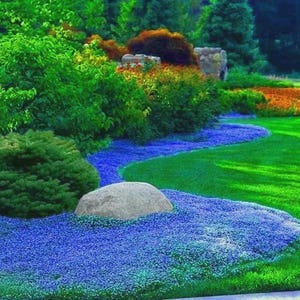 May include: A vibrant garden scene featuring a winding path of blue flowers, bordered by lush green grass and various shades of green foliage. A large, gray rock sits amidst the blue flowers, adding a natural element to the landscape.
