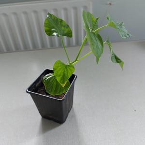 Puede incluir: Una pequeña planta verde con hojas en forma de corazón en una maceta cuadrada negra. La planta tiene varios tallos con múltiples hojas. La maceta está sobre una superficie gris claro. Es una planta de interior.
