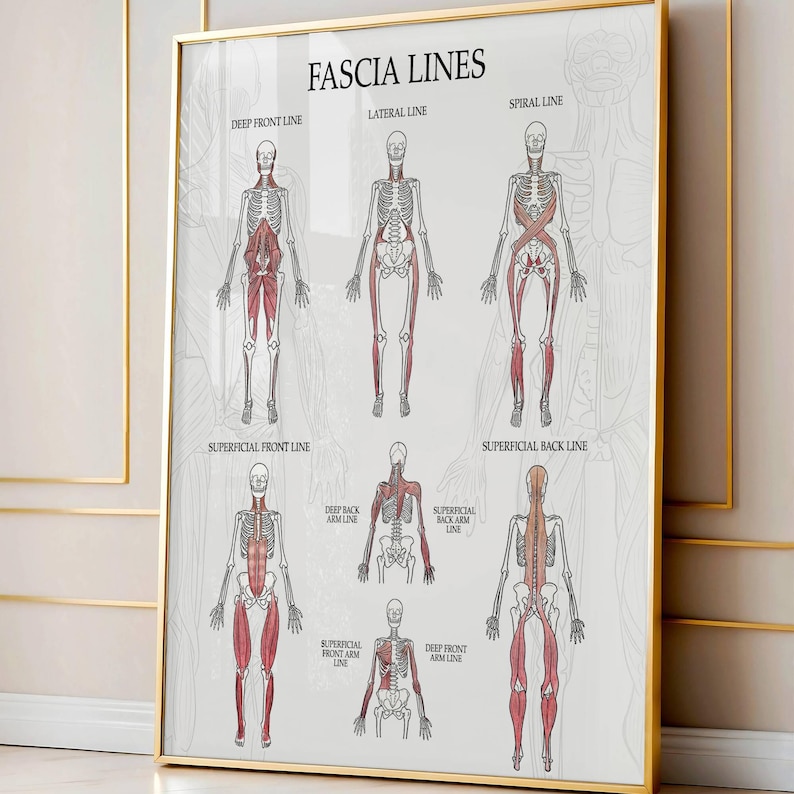Fascia Lines Anatomy Poster Printable, Muscle Chain Educational Wall