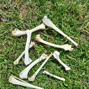 May include: A collection of several off-white, smooth, cleaned animal bones scattered across the frame. The bones vary in length and thickness, featuring distinct joint ends and elongated shafts, displaying a natural, matte, bone-coloured texture.
