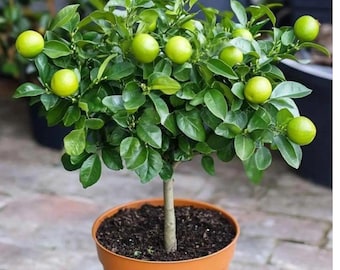 Albero di calamansi, raro lime filippino, pianta da frutto profumata in vaso