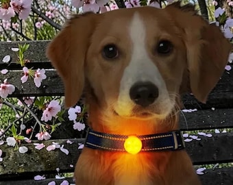 USB-uppladdningsbar LED-hundhalsbandslampa Vattentät säkerhetsspårare för husdjur Hängande ljus nattlampa