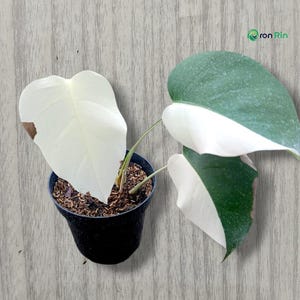 May include: A potted Monstera plant featuring variegated leaves with distinct white and green sections. The plant is housed in a black plastic container filled with dark soil. Some leaves show small brown spots on the edges of the white areas.