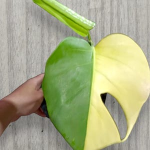 Pode incluir: Uma planta Monstera variegada com uma folha grande em forma de coração com uma fenda característica, exibindo um padrão de cores marcante metade verde e metade amarelo creme, com uma folha menor e alongada verde-clara acima e o texto ron Rin.