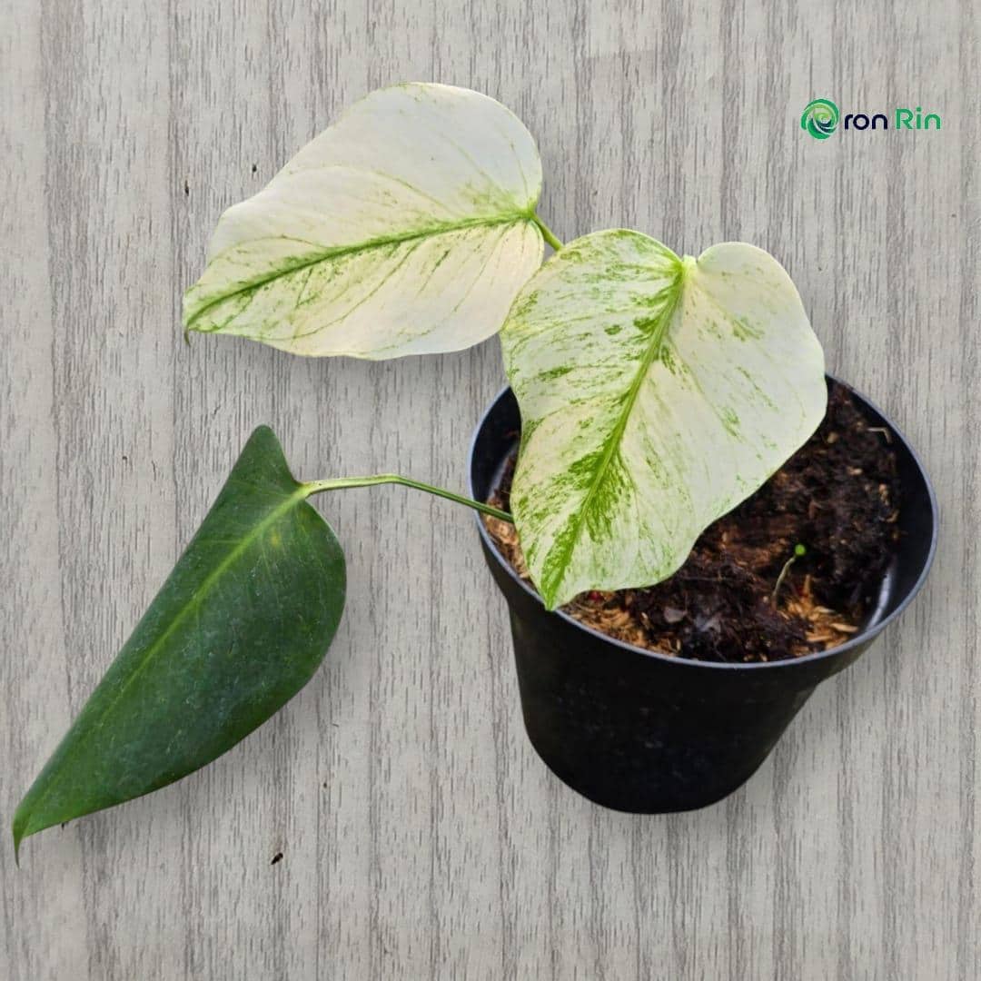 Monstera devil monster - Etsy 日本