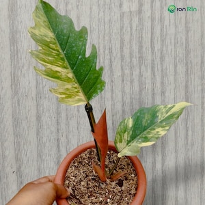 Philodendron Caramel Marble Variegata de 2 Folhas