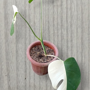 Monstera Albo Halfmoon Variegata de 2 Folhas (planta-cobra)
