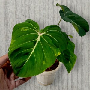 May include: A Philodendron Gloriosum variegated plant with large, heart-shaped, deep green leaves featuring prominent white veins and light green variegation patches. The plant is potted in a small, white ceramic container with visible soil.