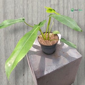 Op de afbeelding: Een Philodendron-plant met lange, puntige, lichtgroene bladeren die groeit uit een zwarte plastic pot gevuld met bruine mulch. De plant heeft verschillende stengels die naar buiten uitsteken en de tekst "ron Rin" is rechtsboven zichtbaar.