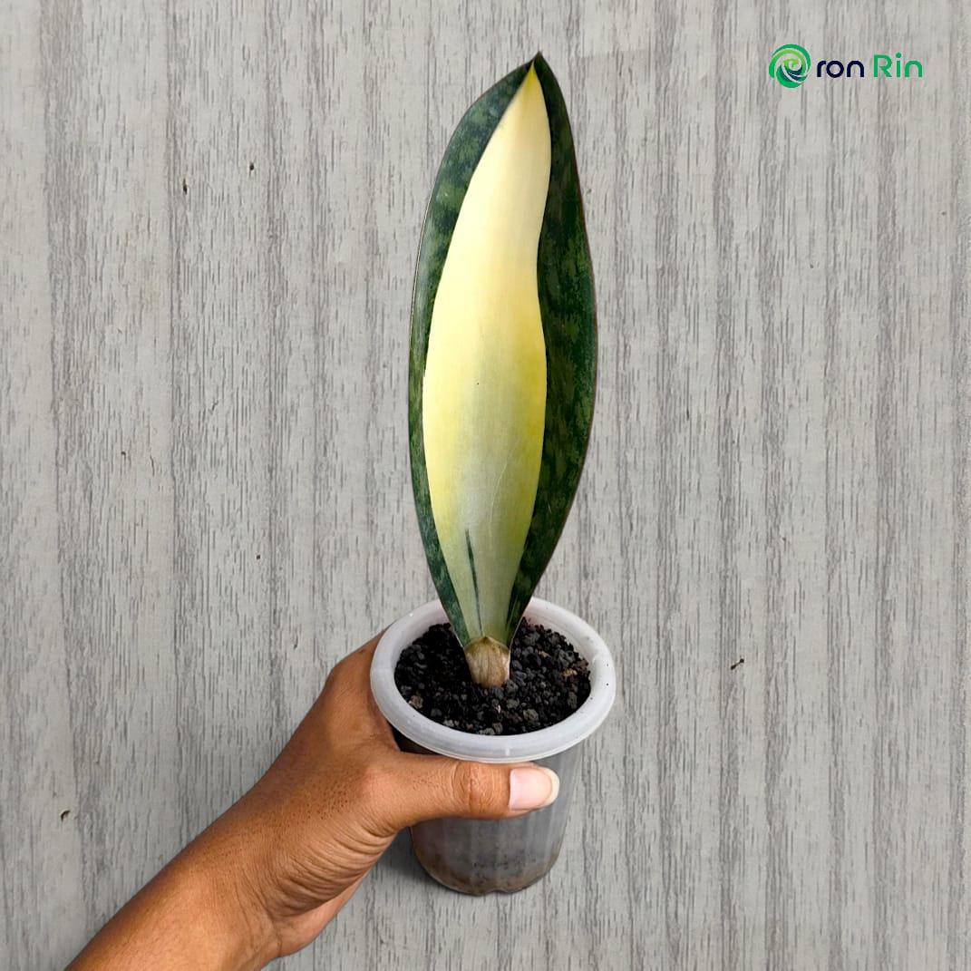 Sansevieria Mediopicta - Etsy Canada