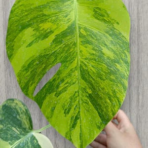 Pode incluir: Uma folha grande de Monstera com padrões variegados vibrantes em amarelo e verde e uma única fenestração. A superfície da folha apresenta pequenas gotas de água. O texto 'ron Rin' é visível no canto superior direito da imagem.