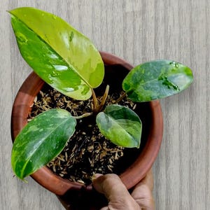 May include: A Philodendron plant with variegated leaves in shades of lime green, yellow, and dark green, potted in a round terracotta-colored container filled with dark soil and wood chips. The text "ron Rin" appears in the top right corner.