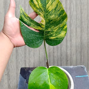 Pode incluir: Uma planta Monstera variegada com duas folhas grandes em forma de coração com padrões marmorizados verdes e amarelos distintos. A folha superior tem uma fenda profunda e a inferior é sólida. O texto "ron Rin" aparece no canto superior.