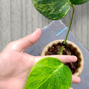 Peut inclure: Une plante Monstera panachée avec une grande feuille en forme de cœur présentant des motifs marbrés vert citron et vert foncé. La plante est dans un pot en céramique beige, et le texte "ron Rin" est visible dans le coin supérieur gauche.