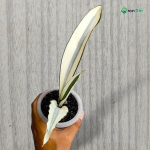 Beauty Queen Sansevieria - Etsy
