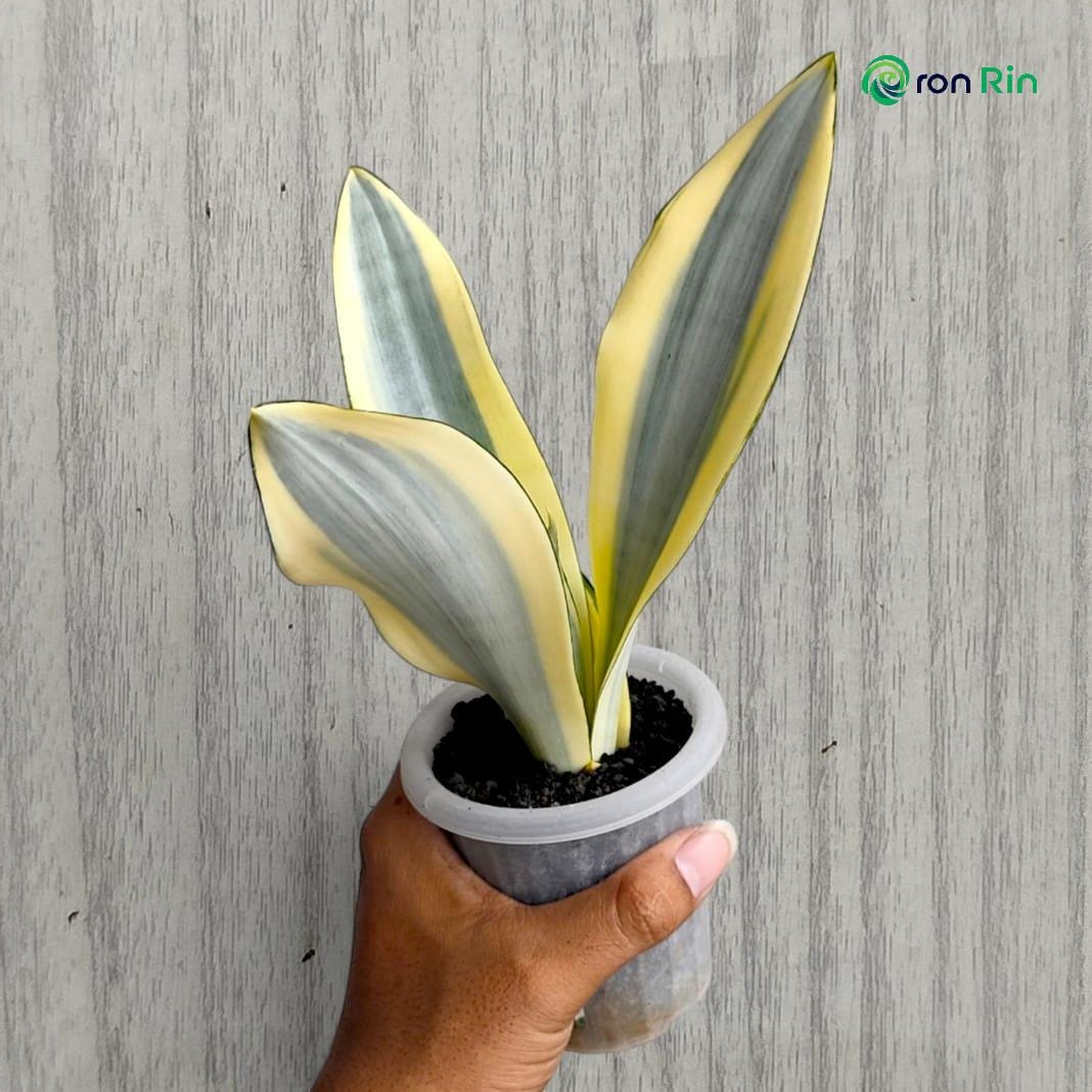 Sansevieria Moonshine Splash - Etsy UK