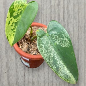 May include: A potted philodendron plant with two heart-shaped leaves in a terracotta-colored plastic pot. One leaf features a vibrant yellow and green variegated pattern, while the other displays a speckled light green and dark green variegation.