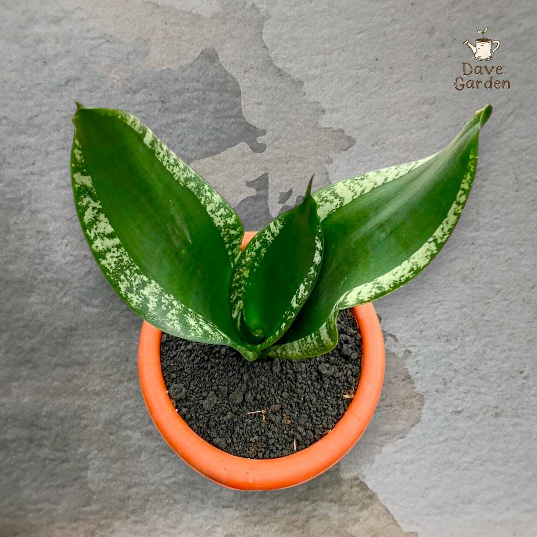 Sansevieria whitney - Etsy 日本