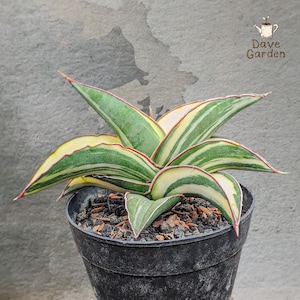 Sansevieria Robusta - Etsy