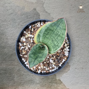 Könnte beinhalten: Draufsicht auf eine Topf-Sansevieria-Pflanze. Die Pflanze hat zwei große, grüne Blätter mit gelben Rändern und rotbraunen Rändern. Der schwarze Topf enthält Erde, kleine weiße Steine und Holzspäne. Das Logo "Dave Garden" befindet sich oben rechts.