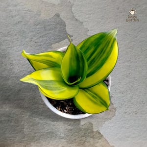 May include: A Sansevieria plant with variegated leaves featuring bright yellow margins and dark green centers, potted in a white container with dark soil. The text Dave Garden and a small watering can icon are visible in the upper right corner.