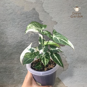 Puede incluir: Una planta Syngonium con hojas variegadas en forma de flecha que presentan tonos verde oscuro, verde claro y blanco crema. La planta está en una maceta de plástico translúcido con tierra oscura. El texto Dave Garden es visible.
