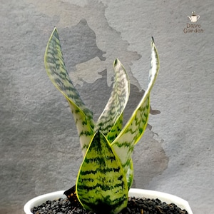 サンセベリア・フトゥーラ・スペルバ斑入り 珍しいユニークなサンセベリア 観葉植物 新品
