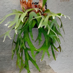 Platycerium Willinckii Rare Medium Size unique snake plant house plant