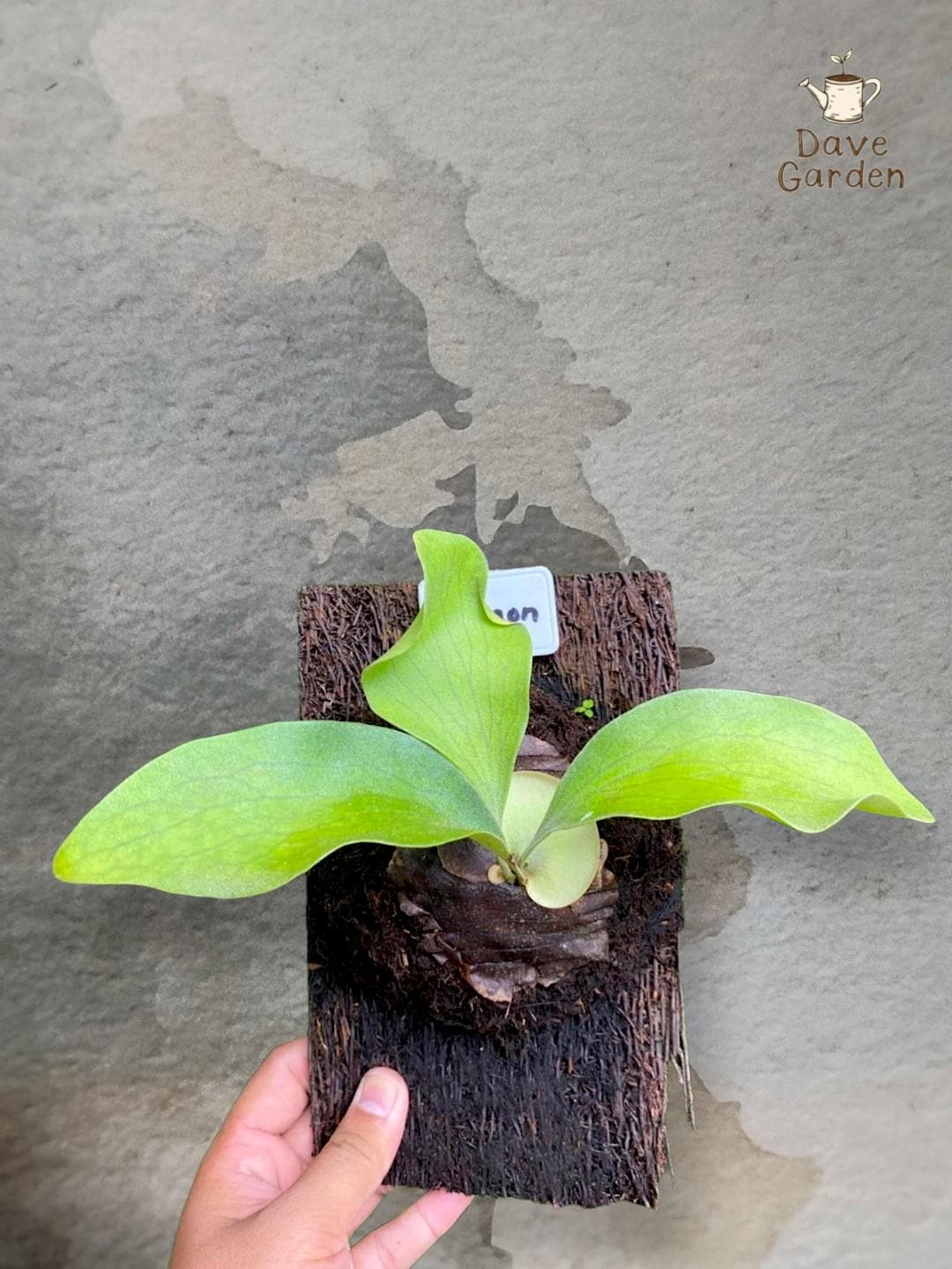 Platycerium Hillii - Etsy