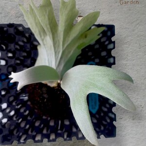 Platycerium Willinckii Silver Sp West Java unique snake plant house plant