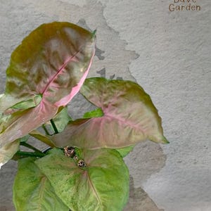 Op de afbeelding: Een Syngonium-plant met pijlvormige bladeren met een mix van groene en roze kleuren, met opvallende roze nerven. In de rechterbovenhoek staat een kleine afbeelding van een gieter en de tekst Dave Garden.