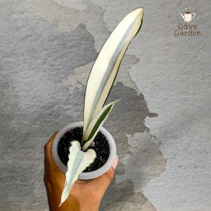 black raven zz plant for sale Buy Raven Black ZZ Plant