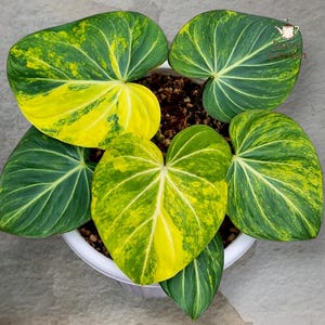 May include: A Philodendron gloriosum plant in a white pot featuring large heart-shaped leaves with prominent white veins and variegated patterns of deep green and bright yellow. The plant displays multiple leaves with distinct color variations.