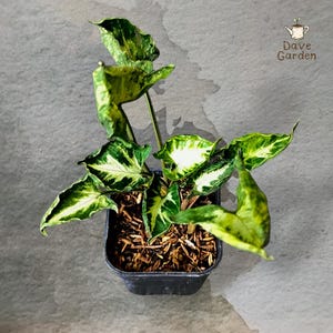 Może przedstawiać: Roślina Syngonium o strzałkowatych liściach z zielono-kremowymi przebarwieniami, posadzona w czarnej plastikowej doniczce wypełnionej ściółką z kory. W prawym górnym rogu widoczny jest napis Dave Garden oraz ikona małej konewki.