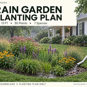 Può includere: Un piano di piantumazione digitale per giardino pluviale di Plumedra per un'area di 5,18 x 3,96 m con 30 piante e 7 specie. Il grafico mostra un giardino residenziale con echinacee gialle, spighe viola e un pluviale bianco su pietre.
